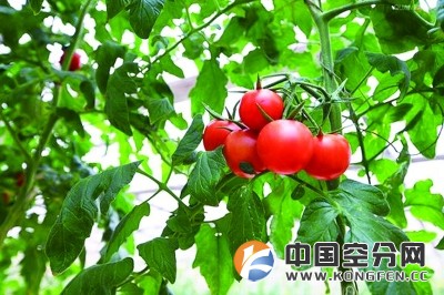 气体施肥：蔬菜种植革命