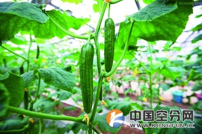 气体施肥：蔬菜种植革命